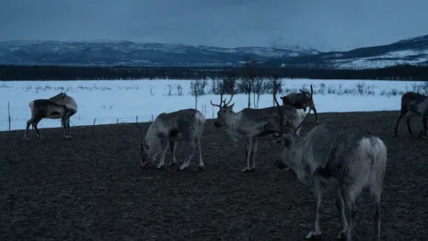 Reindeer Feeding and Sami Culture - 1pm departure - Tromsø Lapland