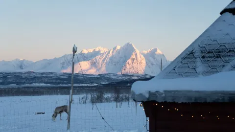 Reindeer Feeding and Sami Culture with Lunch