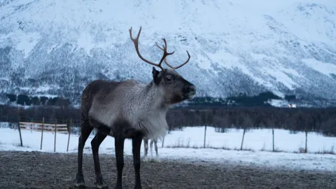 Reindeer Feeding and Sami Culture - 1pm departure - Tromsø Lapland