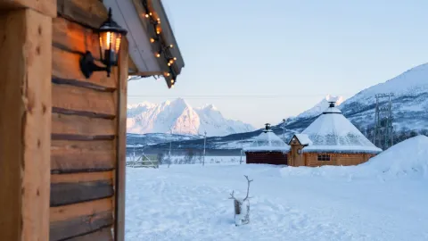Reindeer Feeding and Sami Culture with Lunch