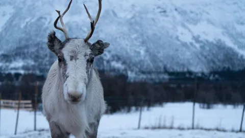 Reindeer Feeding and Sami Culture - 1pm departure - Tromsø Lapland