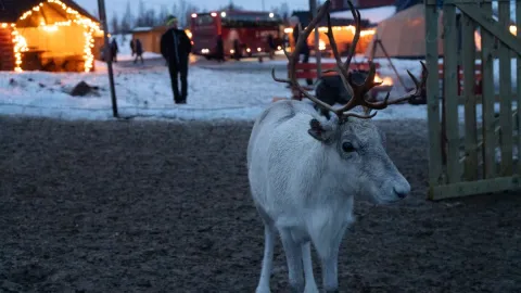 Reindeer Feeding and Sami Culture - 1pm departure - Tromsø Lapland