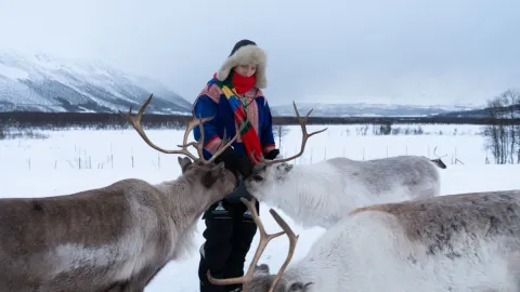 Reindeer Feeding and Sami Culture with Lunch
