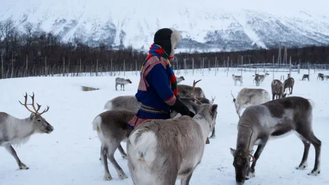 Reindeer Feeding and Sami Culture with Lunch