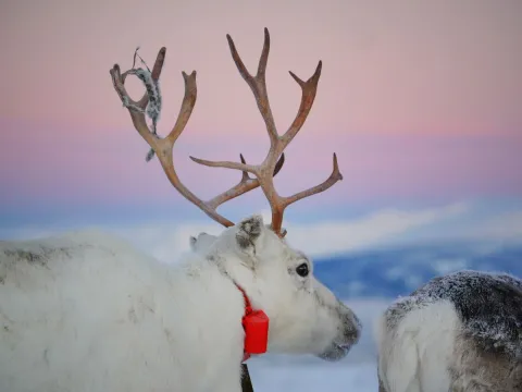 Reindeer Feeding and Sami Culture - 1pm departure - Tromsø Lapland