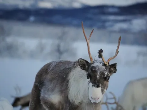 Reindeer Feeding and Sami Culture - 1pm departure - Tromsø Lapland