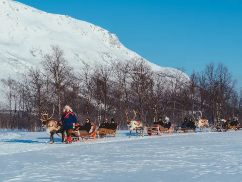 Reindeer Sledding, Reindeer Feeding and Sami Culture - Tromsø Lapland