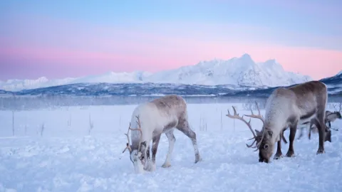 Reindeer Feeding and Sami Culture - 1pm departure - Tromsø Lapland