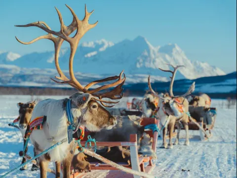 Reindeer Sledding, Reindeer Feeding and Sami Culture - Tromsø Lapland