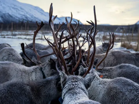 Reindeer Feeding and Sami Culture with Lunch