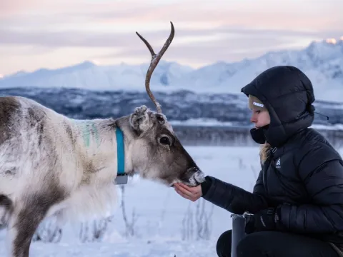 Reindeer Feeding and Sami Culture - 1pm departure - Tromsø Lapland