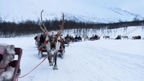 Reindeer Sledding, Reindeer Feeding and Sami Culture - Tromsø Lapland