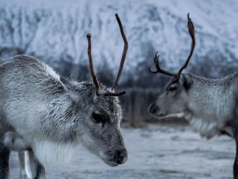 Reindeer Feeding and Sami Culture with Lunch