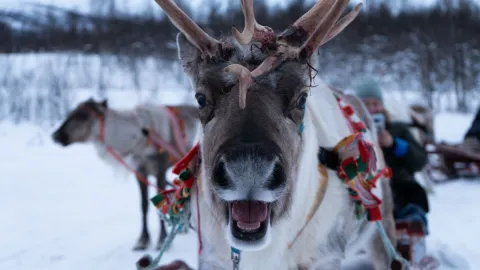 Reindeer Sledding, Reindeer Feeding and Sami Culture - Tromsø Lapland