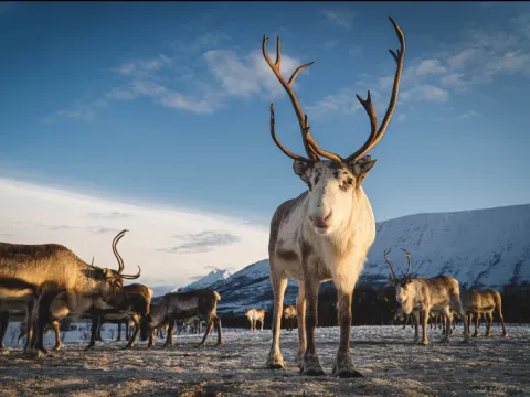 Reindeer Feeding and Sami Culture with Lunch
