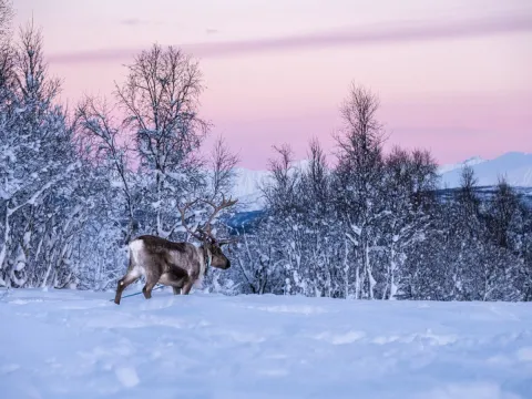 Reindeer Feeding and Sami Culture - 1pm departure - Tromsø Lapland
