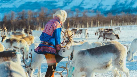 Reindeer Feeding and Sami Culture with Lunch