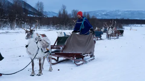 Reindeer Sledding, Reindeer Feeding and Sami Culture - Tromsø Lapland
