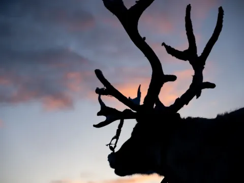 Reindeer Feeding and Sami Culture - 1pm departure - Tromsø Lapland