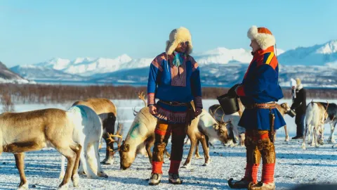 Reindeer Feeding and Sami Culture with Lunch