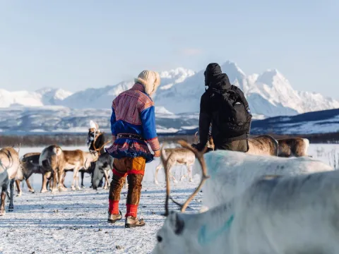Reindeer Feeding and Sami Culture with Lunch