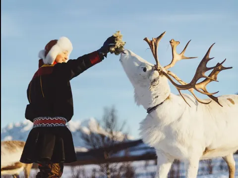 Reindeer Feeding and Sami Culture with Lunch