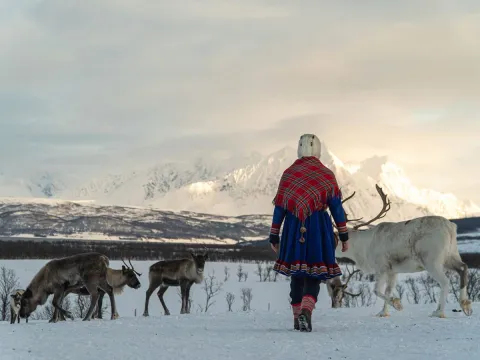 Reindeer Feeding and Sami Culture with Lunch