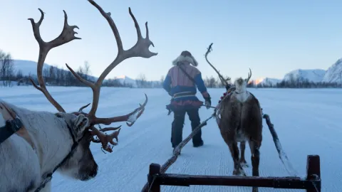 Reindeer Sledding, Reindeer Feeding and Sami Culture - Tromsø Lapland