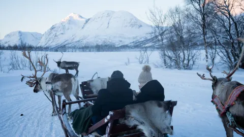Reindeer Sledding, Reindeer Feeding and Sami Culture - Tromsø Lapland