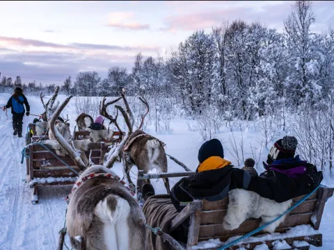 Reindeer Sledding, Reindeer Feeding and Sami Culture with Lunch