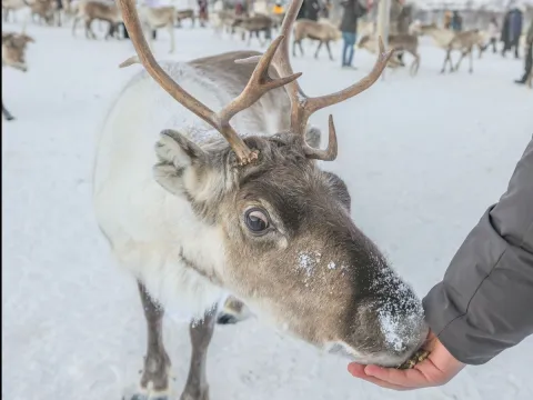 Reindeer Feeding and Sami Culture with Lunch