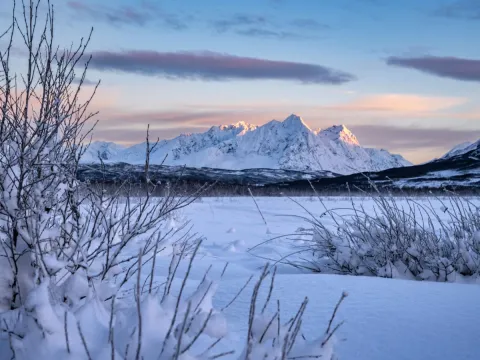 Reindeer Sledding, Reindeer Feeding and Sami Culture with Lunch
