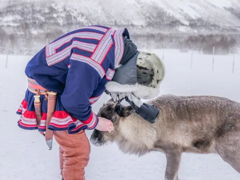 Reindeer Feeding and Sami Culture with Lunch