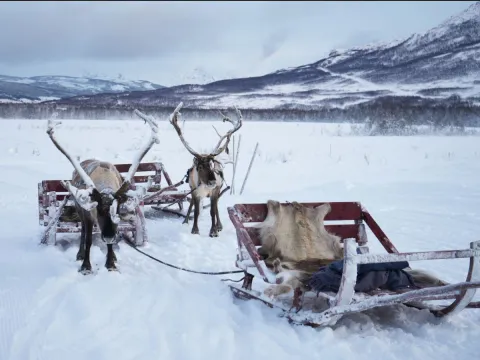 Reindeer Sledding, Reindeer Feeding and Sami Culture - Tromsø Lapland