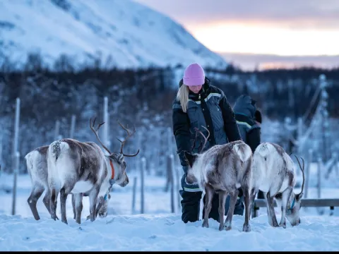 Reindeer Feeding and Sami Culture with Lunch