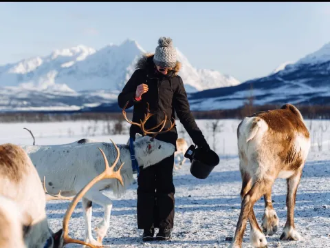 Reindeer Feeding and Sami Culture with Lunch