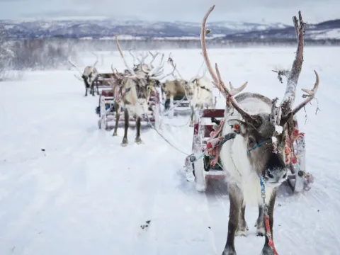 Reindeer Sledding, Reindeer Feeding and Sami Culture - Tromsø Lapland