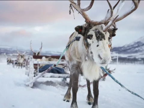 Reindeer Sledding, Reindeer Feeding and Sami Culture - Tromsø Lapland