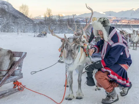 Reindeer Sledding, Reindeer Feeding and Sami Culture with Lunch