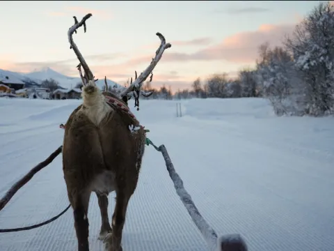 Reindeer Sledding, Reindeer Feeding and Sami Culture - Tromsø Lapland