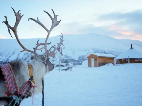 Reindeer Sledding, Reindeer Feeding and Sami Culture - Tromsø Lapland