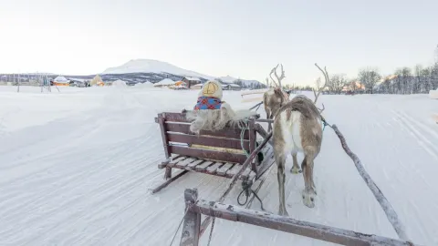 Reindeer Sledding, Reindeer Feeding and Sami Culture with Lunch