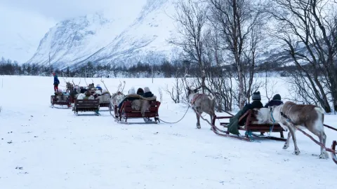 Reindeer Sledding, Reindeer Feeding and Sami Culture with Lunch