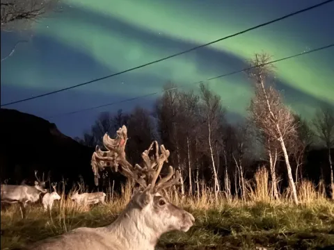 Reindeer Feeding and Sami Culture with a Chance of Northern lights with Dinner in Autumn