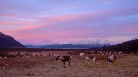 Reindeer Feeding and Sami Culture with a Chance of Northern lights with Dinner in Autumn