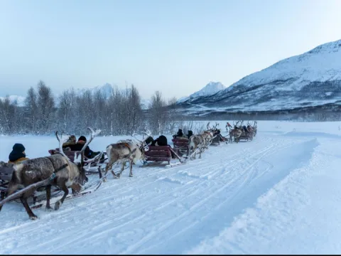 Reindeer Sledding, Reindeer Feeding and Sami Culture - Tromsø Lapland