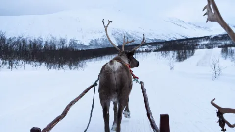 Reindeer Sledding, Reindeer Feeding and Sami Culture with Lunch