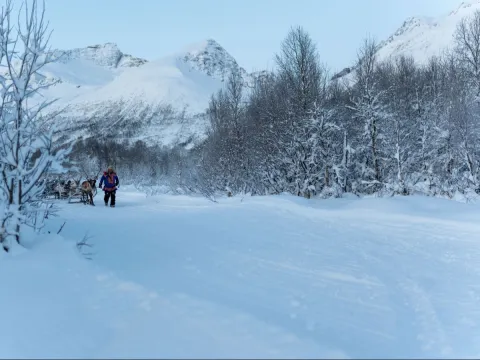 Reindeer Sledding, Reindeer Feeding and Sami Culture - Tromsø Lapland