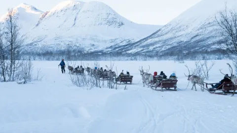 Reindeer Sledding, Reindeer Feeding and Sami Culture with Lunch