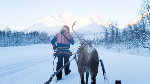 Reindeer Sledding, Reindeer Feeding and Sami Culture with Lunch